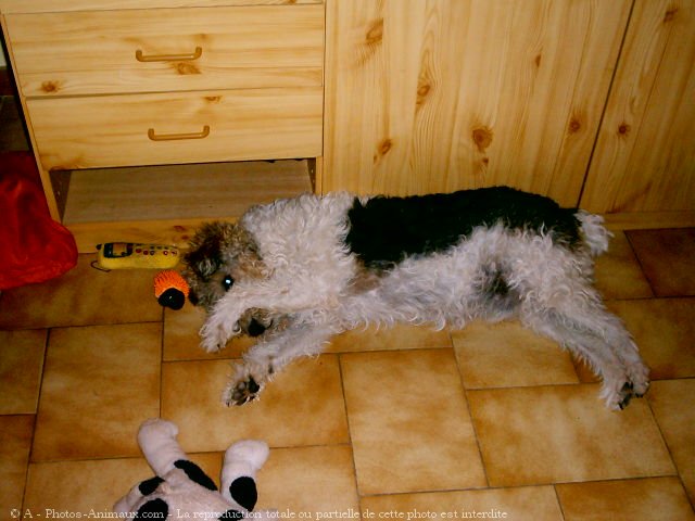 Photo de Fox terrier  poil dur