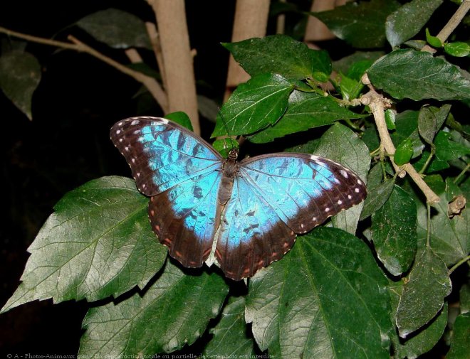 Photo de Papillon