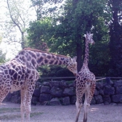 Photo de Girafe