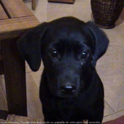 Photo de Labrador retriever