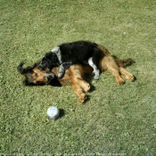 Photo de Races diffrentes