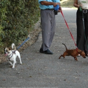 Photo de Chihuahua  poil long