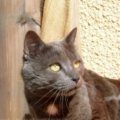 Photo de Chartreux