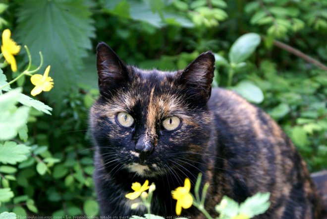 Photo de Chat domestique