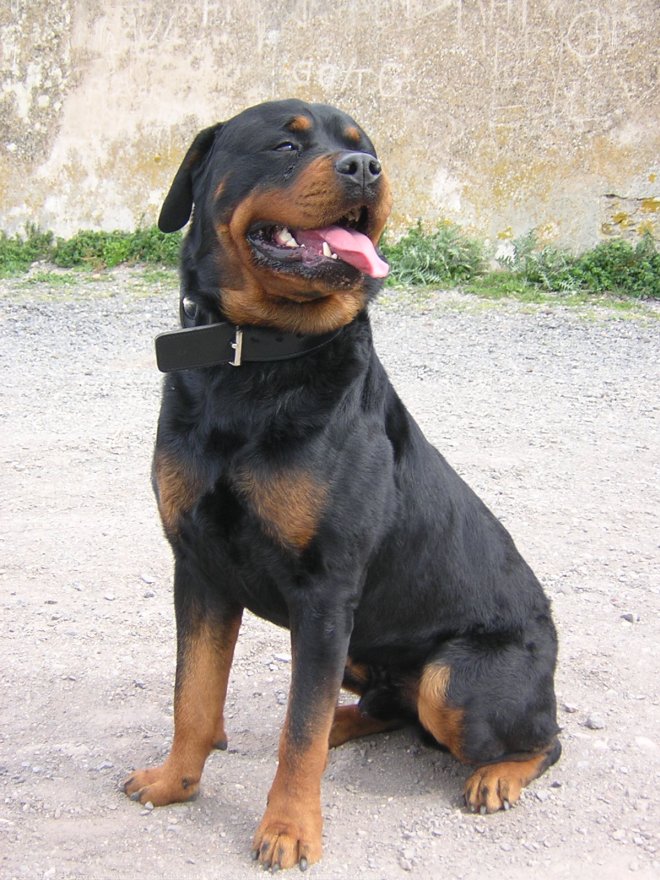 Photo de Rottweiler