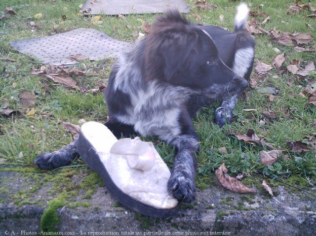 Photo de Border collie