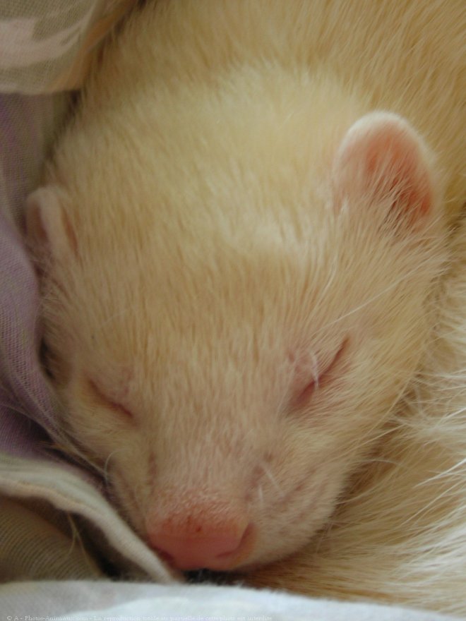 Photo de Furet