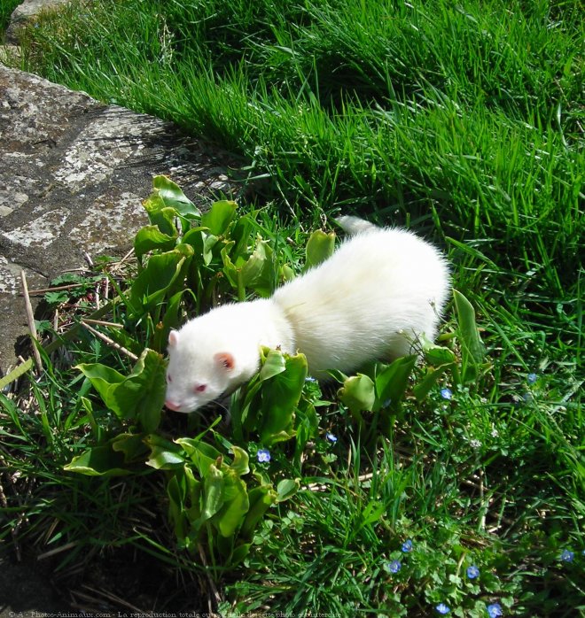 Photo de Furet