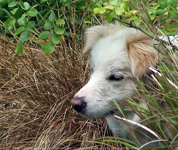 Photo de Border collie