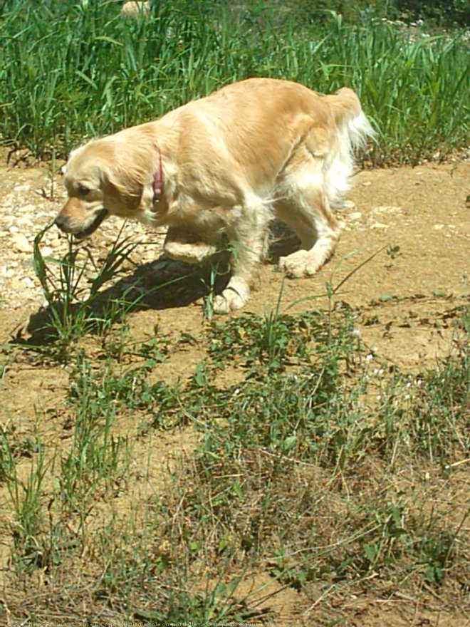 Photo de Golden retriever