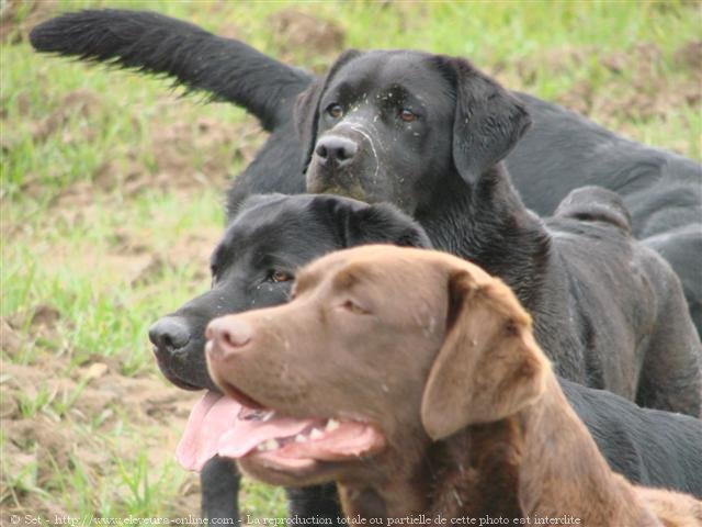 Photo de Labrador retriever