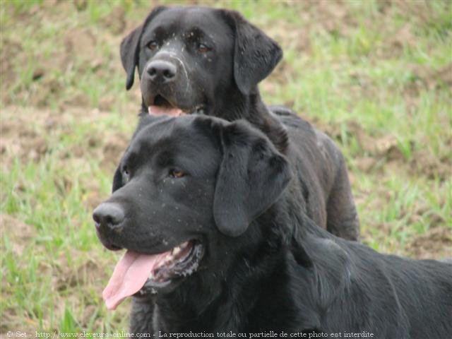 Photo de Labrador retriever