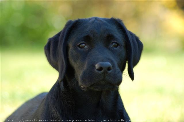 Photo de Labrador retriever