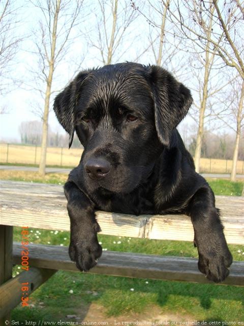 Photo de Labrador retriever