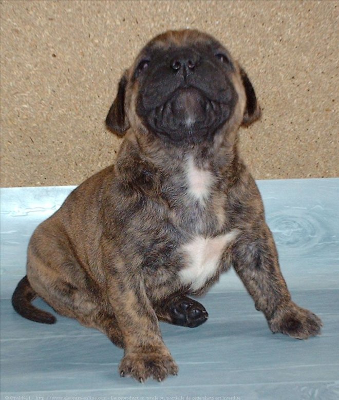 Photo de Bullmastiff