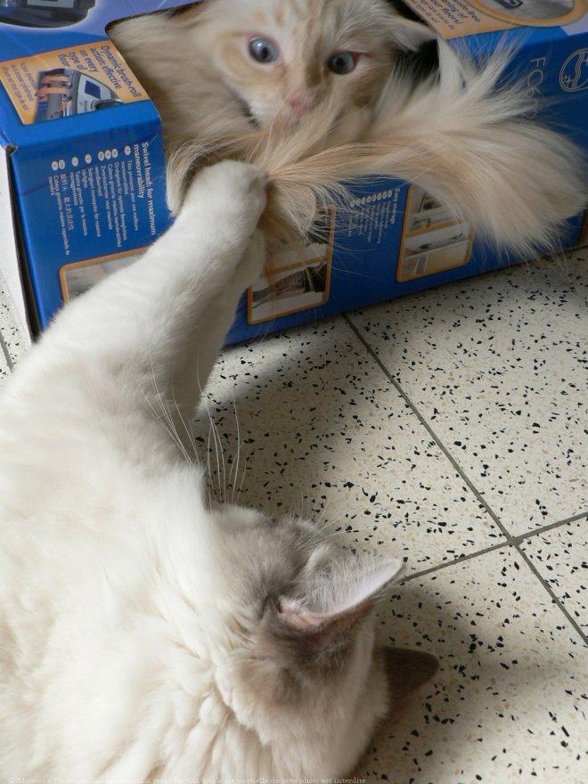 Photo de Ragdoll