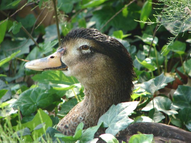 Photo de Canard