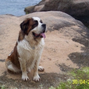 Photo de Saint-bernard poil long