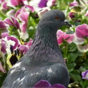 Photo de Pigeon