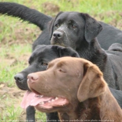 Photo de Labrador retriever