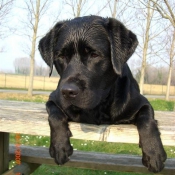 Photo de Labrador retriever