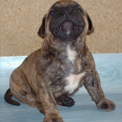 Photo de Bullmastiff