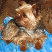 Photo de Yorkshire terrier