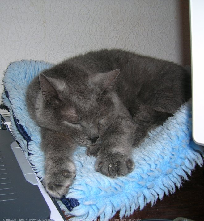 Photo de Chartreux