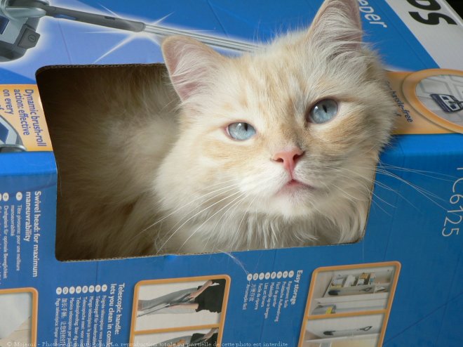 Photo de Ragdoll