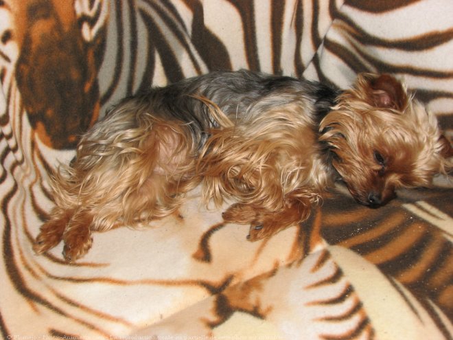 Photo de Yorkshire terrier