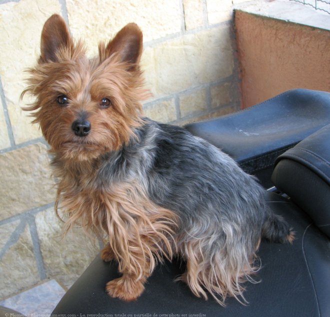 Photo de Yorkshire terrier