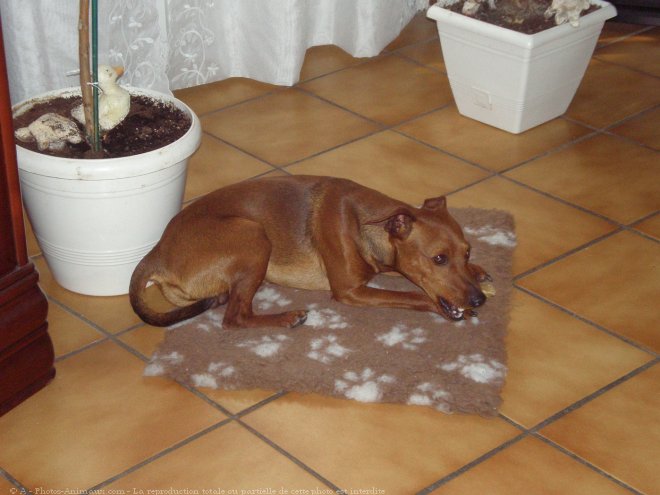 Photo de Pinscher nain