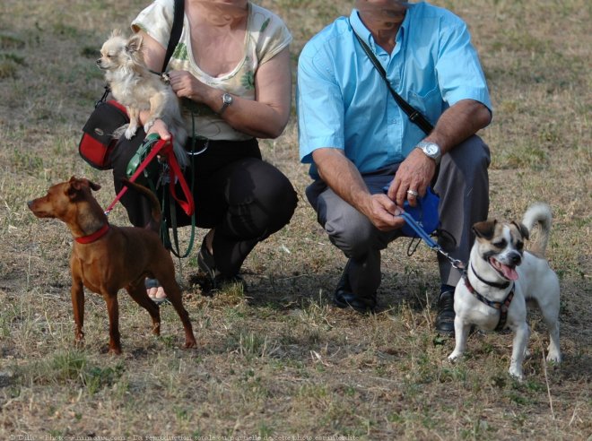 Photo de Chihuahua  poil long