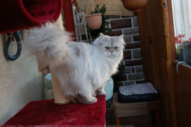 Photo de British longhair