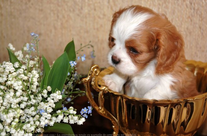 Photo de Cavalier king charles spaniel