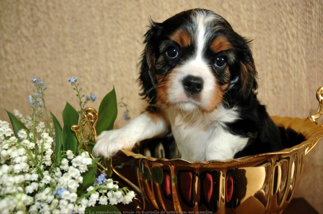 Photo de Cavalier king charles spaniel