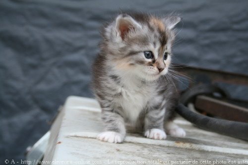 Photo de Maine coon