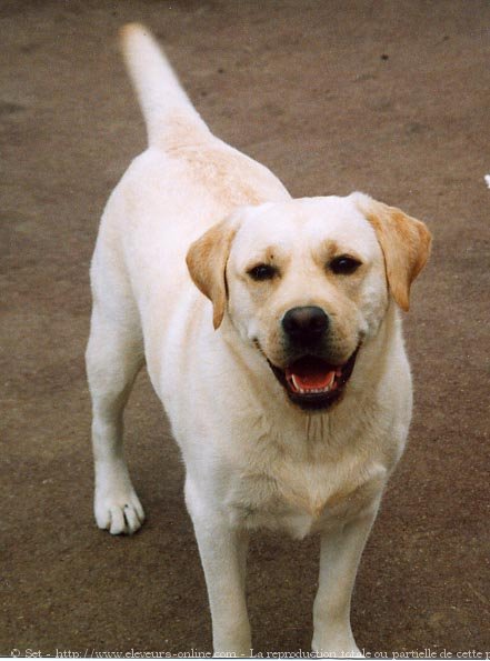 Photo de Labrador retriever