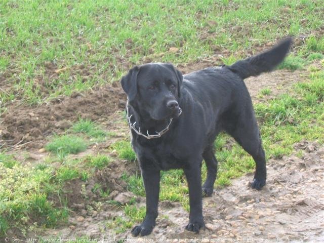 Photo de Labrador retriever