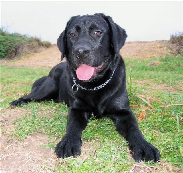 Photo de Labrador retriever