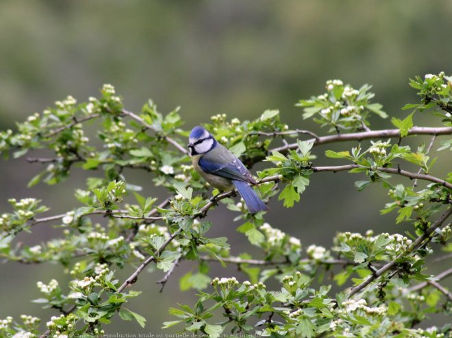 Photo de Msange bleue