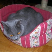 Photo de Chartreux