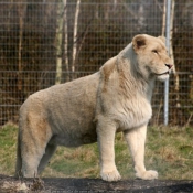 Photo de Lion