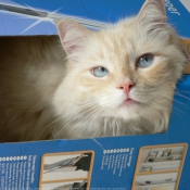 Photo de Ragdoll