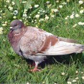 Photo de Pigeon