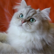 Photo de British longhair