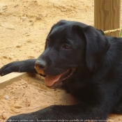 Photo de Labrador retriever