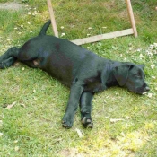 Photo de Labrador retriever