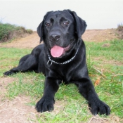 Photo de Labrador retriever