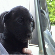 Photo de Labrador retriever